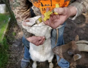 Using electrolytes to prevent scours in goat