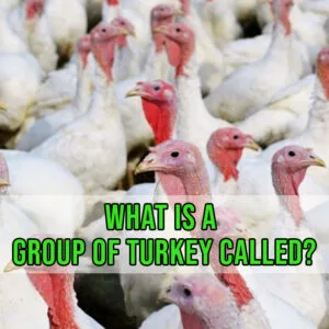 what is a group of turkey called