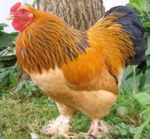 Buff Brahma Yellow Chicken