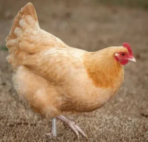 Buff Orpington