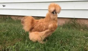 Buff Silkie Yellow Chicken