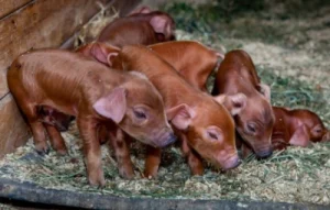 Red Wattle piglets