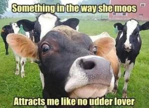 Something in the way she moos, attracts me like no udder lover