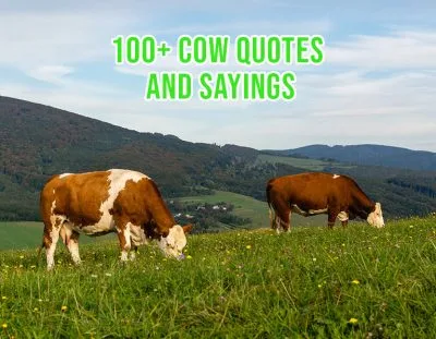 Famous, Funny Cow Quotes & Sayings