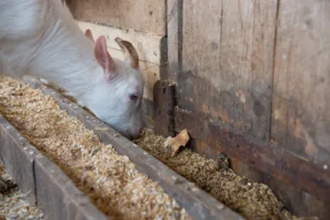 DIY Goat Feed