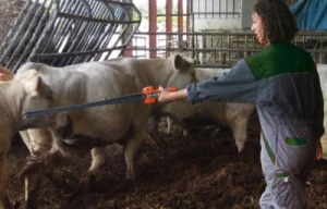 use a cattle prod correctly